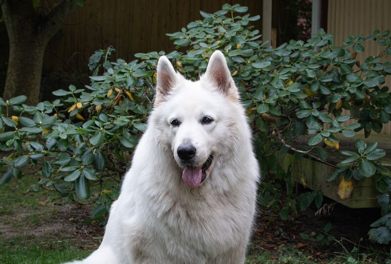 Aussendienst Berg Schwedenhaus GmbH