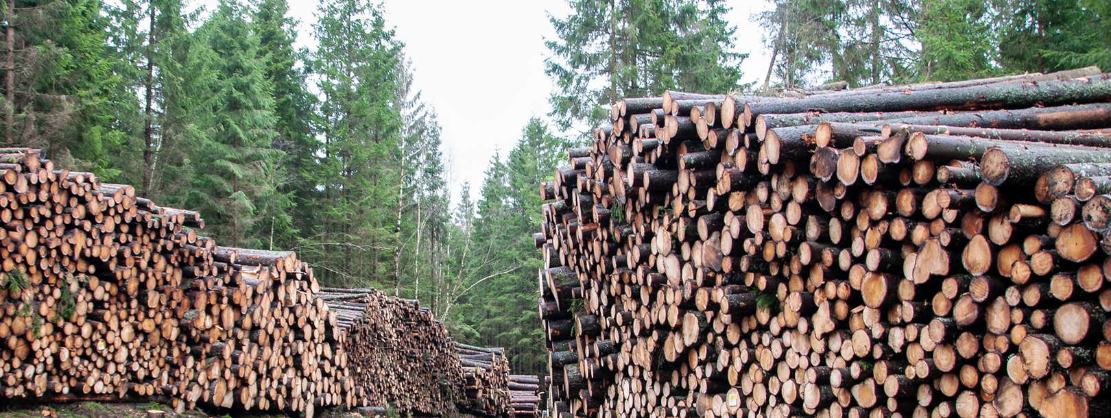 Baumstämme für den Bau eines Berg Schwedenhaus
