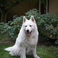 Aussendienst Berg Schwedenhaus GmbH