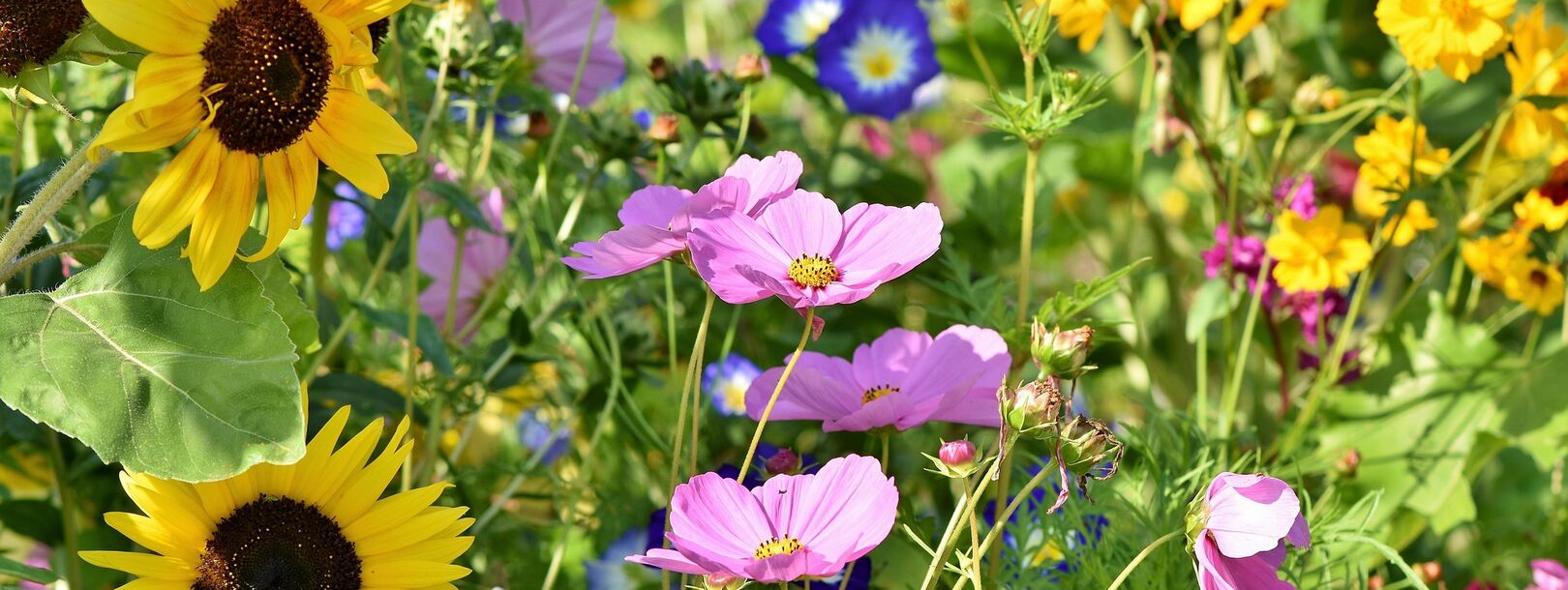 Blumen BERG Schwedenhaus